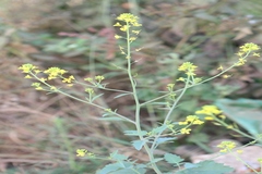 Brassica juncea
